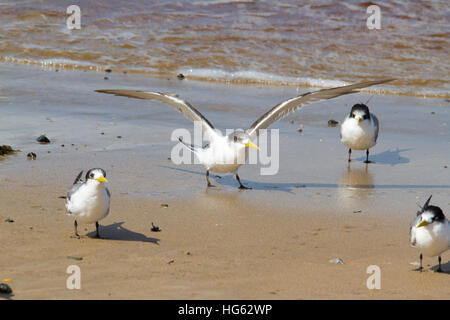 Mehr crested tern (thalasseus bergii) oder Swift tern Stockfoto