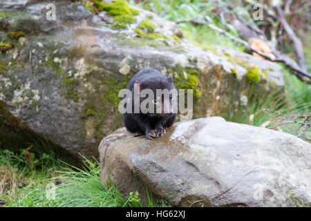 Captive Beutelteufel (Sarcophilus harrisii) Stockfoto