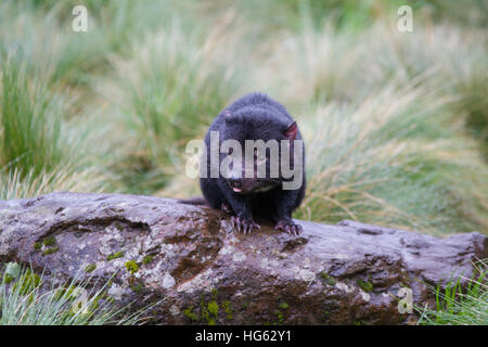 Gefangener Tasmanischer Teufel (Sarcophilus harrisii) Stockfoto