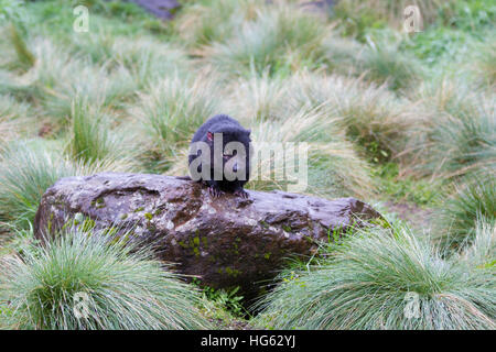 Gefangener Tasmanischer Teufel (Sarcophilus harrisii) Stockfoto