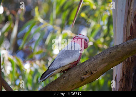 Galah (Eolophus roseicapilla) auf einem Ast Stockfoto