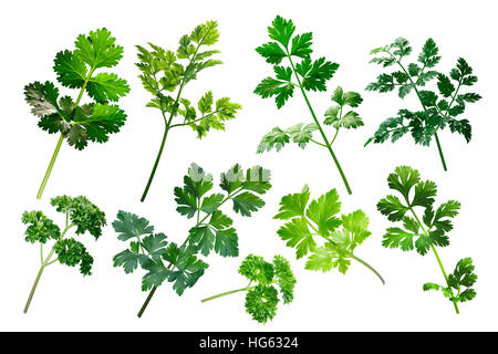 Apiaceae (Umbeliferae) Familie Kräuter: Petersilie, Koriander, Kerbel.  Schneidepfad für jedes Objekt Stockfoto