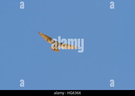 Braun Falcon (Falco) berigora hochfliegende Stockfoto