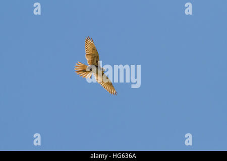 Brauner Falke (Falco berigora) in der Höhe Stockfoto