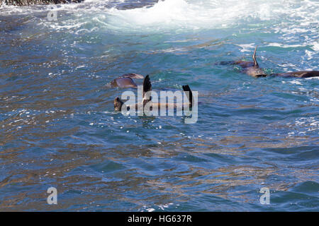 Braunes Fell Dichtung (arctocephalus Pusillus), auch als Kap Fell Dichtung bekannt, South African fur Seal und der australischen Fell Dichtung Kühlung im Ozean Stockfoto