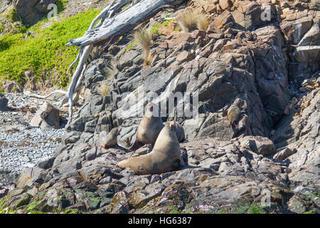 Braune Pelzrobbe (Arctocephalus pusillus), auch bekannt als Cape Fur Seal, South African Fur Seal und Australian Fur Seal auf Felsen Stockfoto