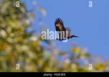 Wedge-tailed eagle oder bunjil (Aquila Audax), manchmal auch als eaglehawk im Flug bekannt Stockfoto