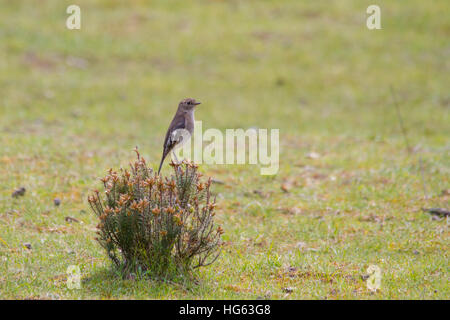 Dusky Robin (melanodryas Vittata) auf einem Busch gehockt Stockfoto