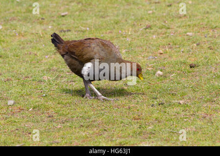 Tasmanische thetasmanian nativehen auch als native-hen und Tasmanische native Henne (tribonyx mortierii) Ernährung bekannt Stockfoto