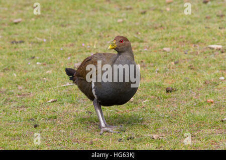 Tasmanische nativehen auch bekannt als tasmanische einheimische Hühner und tasmanische einheimische Hühner (Tribonyx mortierii) Fütterung Stockfoto