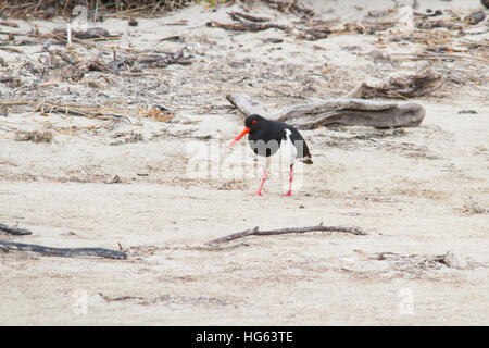 Rattenschnäpper (Haematopus longirostris), der am Strand steht Stockfoto