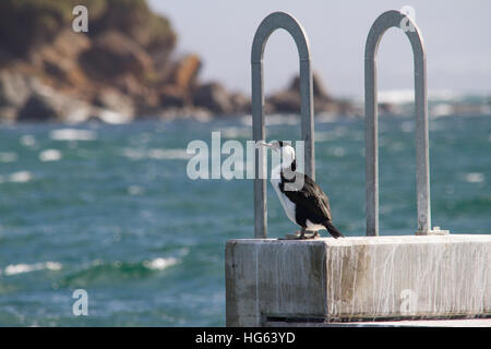 Schwarzer Kormoran (Phalacrocorax fuscescens), der auf einer Meeresmauer thront Stockfoto