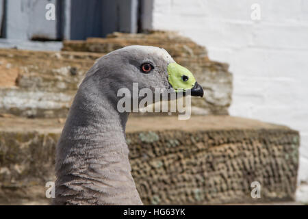 Cape Barren goose (cereopsis novaehollandiae) Nahaufnahme Stockfoto