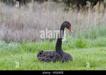 Schwarzer Schwan (Cygnus atratus) sitzen auf dem Gras Stockfoto