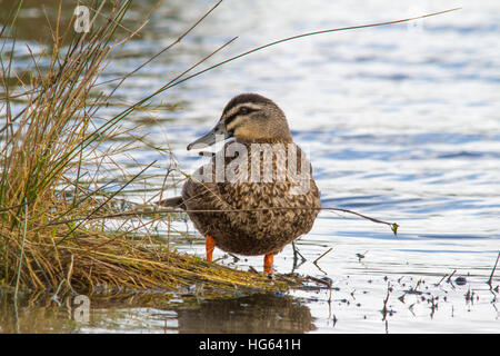 Pazifikente (Anas superciliosa) am Ufer des Wassers Stockfoto