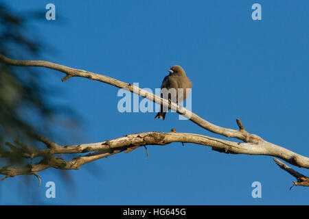 Dusky woodswallow (artamus cyanopterus) auf einem Ast sitzend Stockfoto