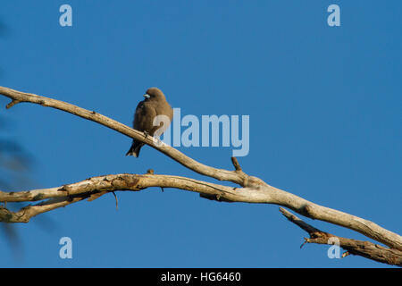 Altrosa Woodswallow (Artamus Cyanopterus) thront auf einem Ast Stockfoto