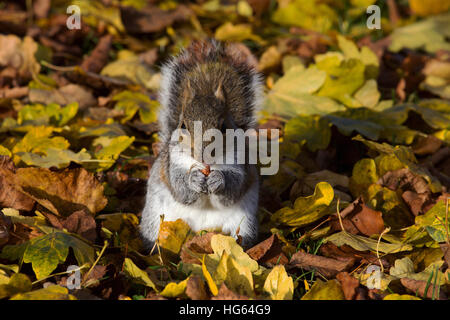 Ein graues Eichhörnchen Sciurus Carolinensis Essen eine Affe Mutter in Nothe Gärten Weymouth Dorset-England Stockfoto