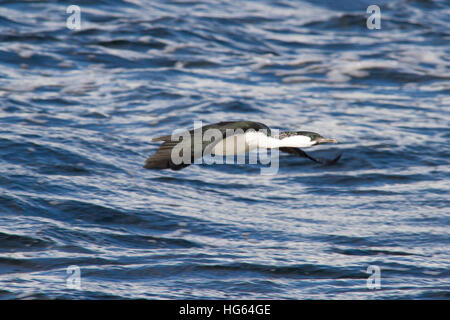 Black-faced Kormoran (Phalacrocorax Fuscescens) Stockfoto