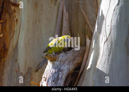 Green rosella oder Tasmanischer Rosella (platycercus caledonicus) ist eine endemische Papageien nach Tasmanien Stockfoto