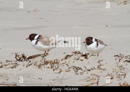 Hooded dotterel oder mit Kapuze plover (thinornis cucullatus) Stockfoto