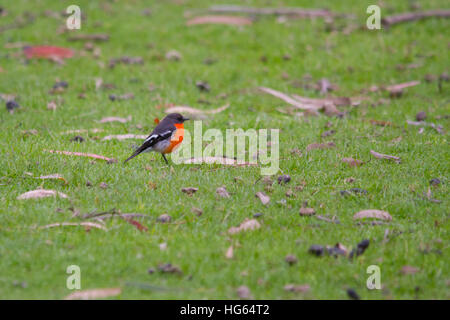Flamme Robin (petroica phoenicea) auf dem Boden gehockt Stockfoto