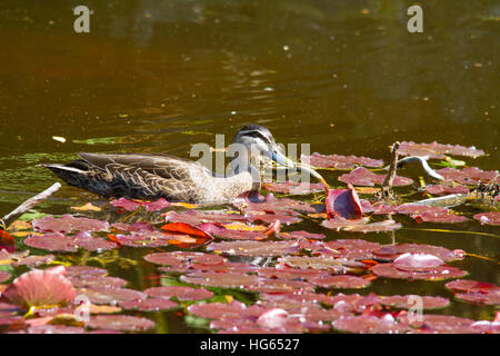 Pazifische Schwarze Ente (Anas superciliosa) schwimmt in einem Lilienteich Stockfoto