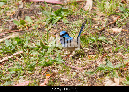 Männlicher prächtiger Märchenzwitscher (Malurus cyaneus), der auf dem Boden thront Stockfoto