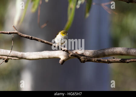 40-spotted pardalote (pardalotus quadragintus) peching in einem Baum Stockfoto