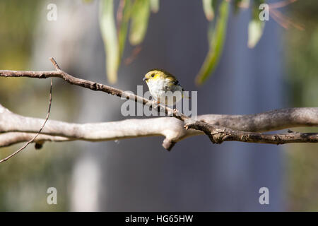 40-spotted pardalote (pardalotus quadragintus) peching in einem Baum Stockfoto