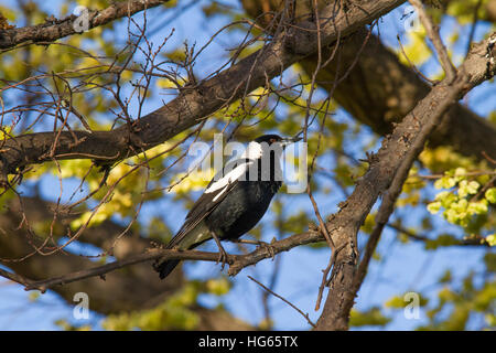 Australische Elster (Cracticus tibicen) auf einem Baum Stockfoto