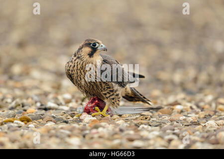 Wanderfalke (Falco Peregrinus) sitzen auf Beute, Fütterung auf eine Taube, gerade nach hinten, auf einer geschotterten Fläche. Stockfoto