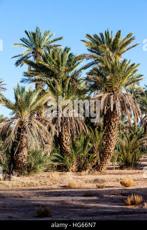 Elkhorbat, Marokko.  Dattelpalmen. Stockfoto