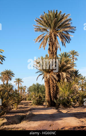 Elkhorbat, Marokko.  Dattelpalmen. Stockfoto