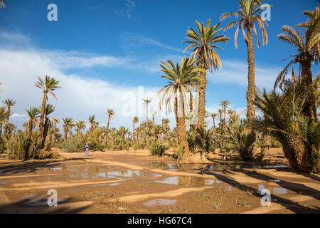 Ksar Elkhorbat, Marokko.  Dattelpalmen. Stockfoto