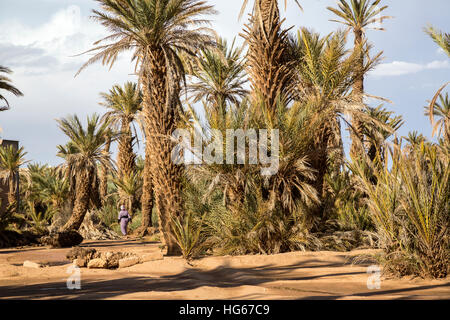 Ksar Elkhorbat, Marokko.  Dattelpalmen. Stockfoto