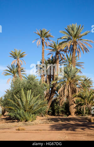 Ksar Elkhorbat, Marokko.  Dattelpalmen. Stockfoto