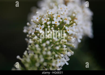 duftenden weißen Sommerflieder Sommerblumen Jane Ann Butler Fotografie JABP1760 Stockfoto