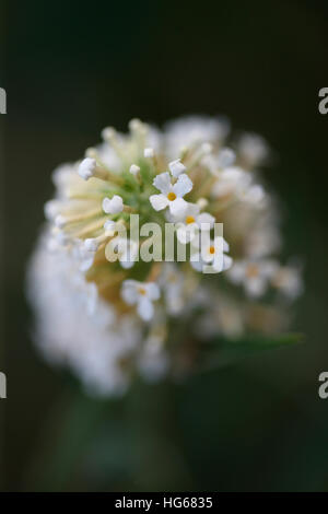 Sommerflieder lässt Blick hinunter auf den oberen Teil weiß blühende Spike - Sommer-Favorit Jane Ann Butler Fotografie JABP1762 Stockfoto