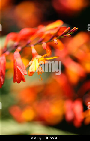 bunte Spitzen der orange Montbretia Blumen im Sommer Jane Ann Butler Fotografie JABP1756 Stockfoto