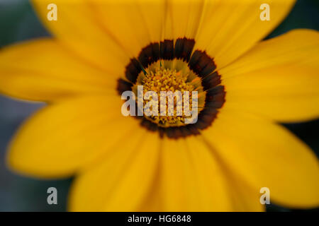 Gazanien Rigens "new Day", Schatz Blume Jane Ann Butler Fotografie JABP1753 Stockfoto