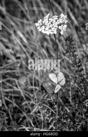 Ein paar der Paarung blau Adonis, Polyommatus Bellargus, Schmetterlinge auf Truleigh Hügel in West Sussex. Stockfoto