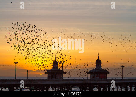 Vögel im Flug, Fliegen in den Wolken auf Schwärme von Staren in Blackpool, Lancashire, UK. Starling murmuration bei Sonnenuntergang. Eine der großen birding Brillen der Winter ist die Stare "Vormontage Roost. Vor dem Sesshaftwerden für die Nacht, Herden dieser geselligen Vögel swoop herum bis es gibt eine enorme, wirbelnde schwarze Masse. Im Winter bis zu einer Million Vögel, Schwarm, swoop, Schieben, Schwenken und Drehen, Verschieben, wie man während der erstaunliche Luftakrobatik. Dieses Ballett in der Dämmerung ist eine pre-roosting Phänomen bekannt als starling murmuration. Stockfoto