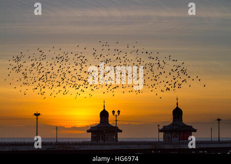 Vögel im Flug, Fliegen in den Wolken auf Schwärme von Staren in Blackpool, Lancashire, UK. Starling murmuration bei Sonnenuntergang. Eine der großen birding Brillen der Winter ist die Stare "Vormontage Roost. Vor dem Sesshaftwerden für die Nacht, Herden dieser geselligen Vögel swoop herum bis es gibt eine enorme, wirbelnde schwarze Masse. Im Winter bis zu einer Million Vögel, Schwarm, swoop, Schieben, Schwenken und Drehen, Verschieben, wie man während der erstaunliche Luftakrobatik. Dieses Ballett in der Dämmerung ist eine pre-roosting Phänomen bekannt als starling murmuration. Stockfoto