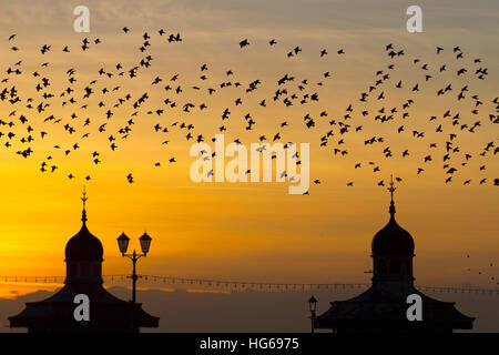 Vögel im Flug, Fliegen in den Wolken auf Schwärme von Staren in Blackpool, Lancashire, UK. Starling murmuration bei Sonnenuntergang. Eine der großen birding Brillen der Winter ist die Stare "Vormontage Roost. Vor dem Sesshaftwerden für die Nacht, Herden dieser geselligen Vögel swoop herum bis es gibt eine enorme, wirbelnde schwarze Masse. Im Winter bis zu einer Million Vögel, Schwarm, swoop, Schieben, Schwenken und Drehen, Verschieben, wie man während der erstaunliche Luftakrobatik. Dieses Ballett in der Dämmerung ist eine pre-roosting Phänomen bekannt als starling murmuration. Stockfoto