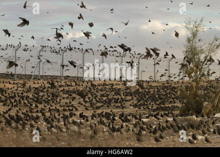 Beer Sheva, Israel. 3. Januar 2017. Stare fliegen in der Nähe von südliche israelische Stadt von Beer Sheva, 3. Januar 2017. Im Januar und Februar, Hunderttausende von Migration von Stare versammeln sich in riesigen Wolken im Süden Israels auf ihrem Weg von Europa nach Afrika. © Gil Cohen Magen/Xinhua/Alamy Live-Nachrichten Stockfoto