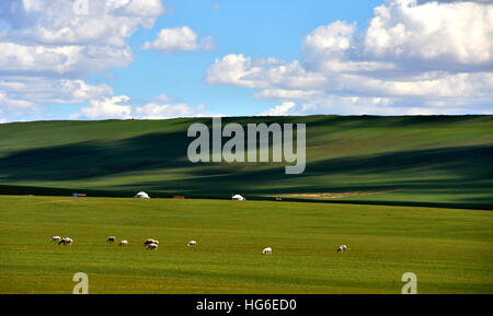 Peking, China autonomen Region Innere Mongolei. 2. Juli 2016. Schafe grasen auf der Weide im Abag Banner, Nord-China autonomen Region Innere Mongolei, 2. Juli 2016. © Ren Junchuan/Xinhua/Alamy Live-Nachrichten Stockfoto