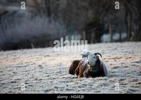 Schafe, ruht bei schweren Nacht Frost in das Dorf Nannerch, Flintshire, Wales, UK Stockfoto