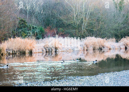 Aberystwyth Wales UK, Donnerstag, 5. Januar 2017 bitter kalt und Frost start in den Tag in Aberystwyth, nach der kältesten Nacht des Winters so weit, mit Temperaturen bis - 5 º celsius an vielen Orten im Landesinneren.  Pictyured: Enten auf dem Fluß Rheidol bei Tagesanbruch Foto © Keith Morris / Alamy Live News Stockfoto