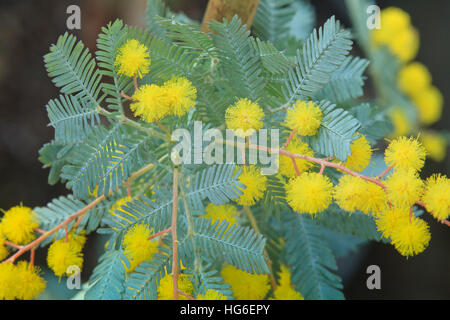 Cootamundra-Akazie, Acacia Baileyana 'Purpurea' Stockfoto